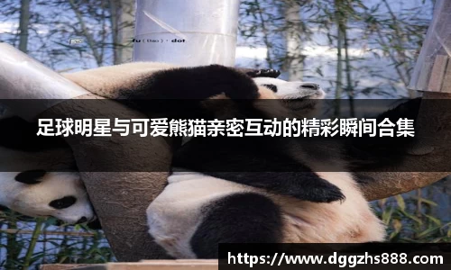 足球明星与可爱熊猫亲密互动的精彩瞬间合集